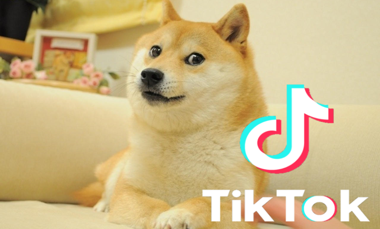 Dogecoin Challenge On TikTok Leads To Spike In Value - StayHipp