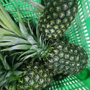 Delicious Pineapple Export Prices For Various Purposes - cryptolive.fun