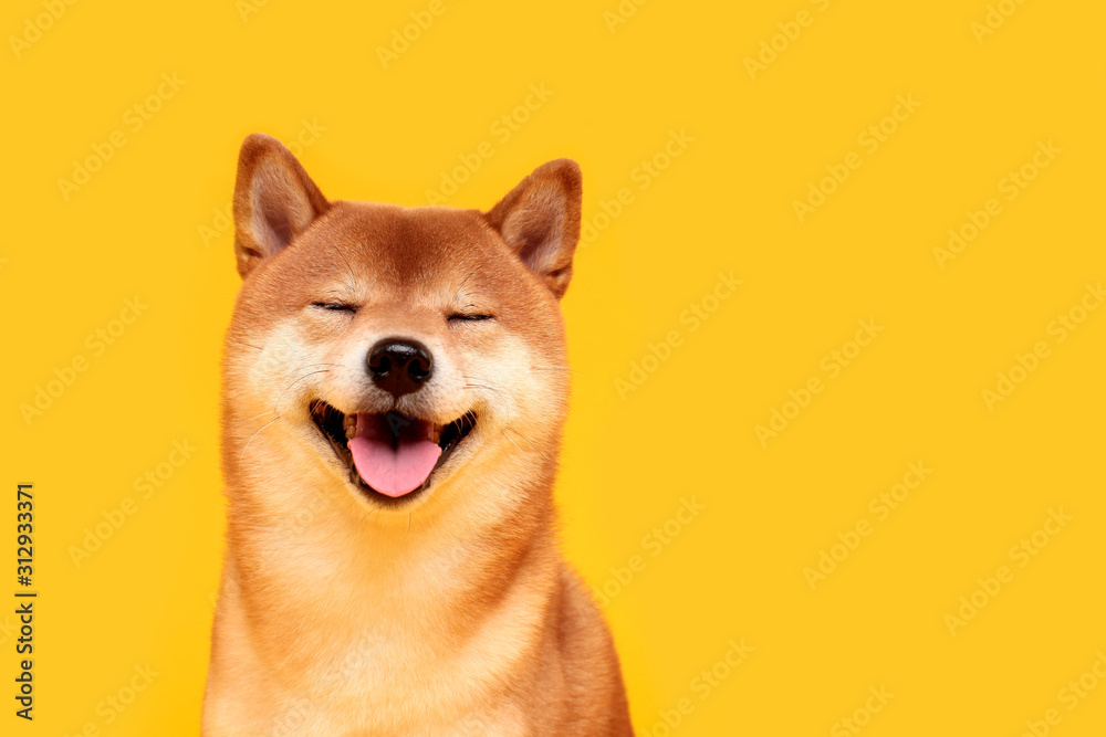 11, Shiba Inu Smile Images, Stock Photos, 3D objects, & Vectors | Shutterstock