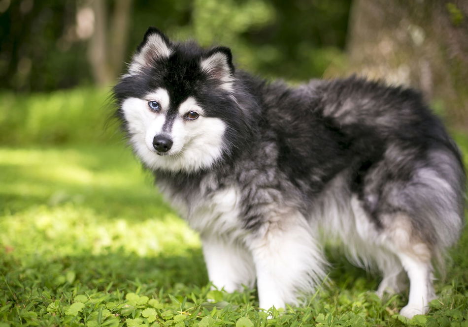 Home | Miniature Siberian Husky Breeder