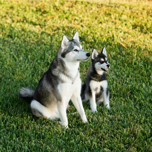 Top 10 Questions about the Miniature Husky - Animalso