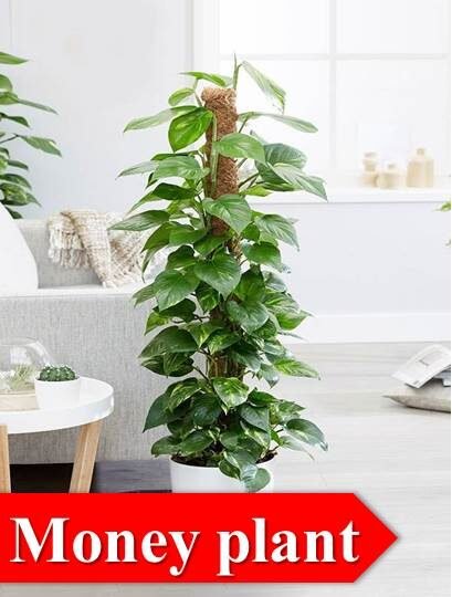 Top Indoor Plants That Release Oxygen – Bloombox Club