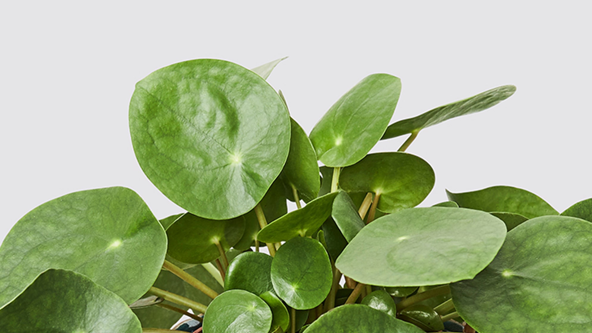 How to Grow Chinese Money Plant (Pilea Peperomioides)