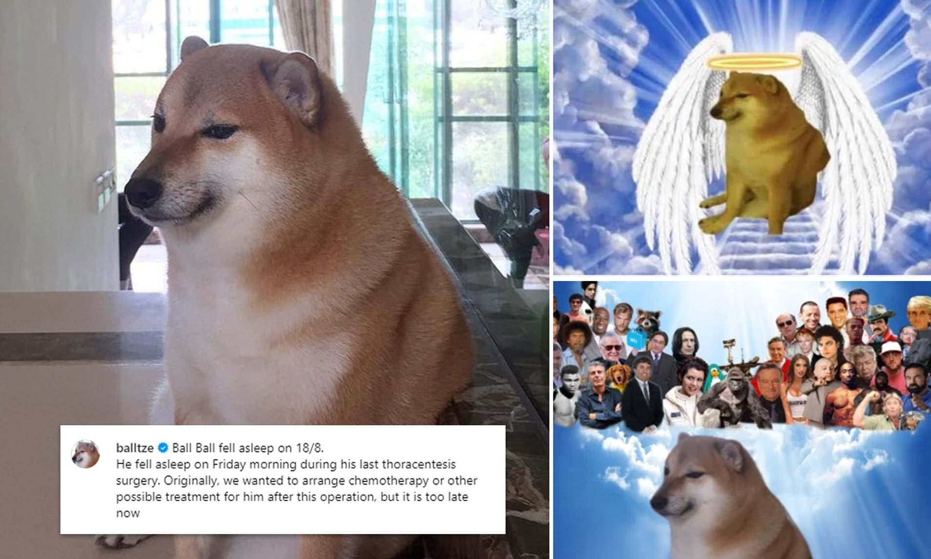 Viral meme dog Cheems dies at 12 after battle with cancer | The Star