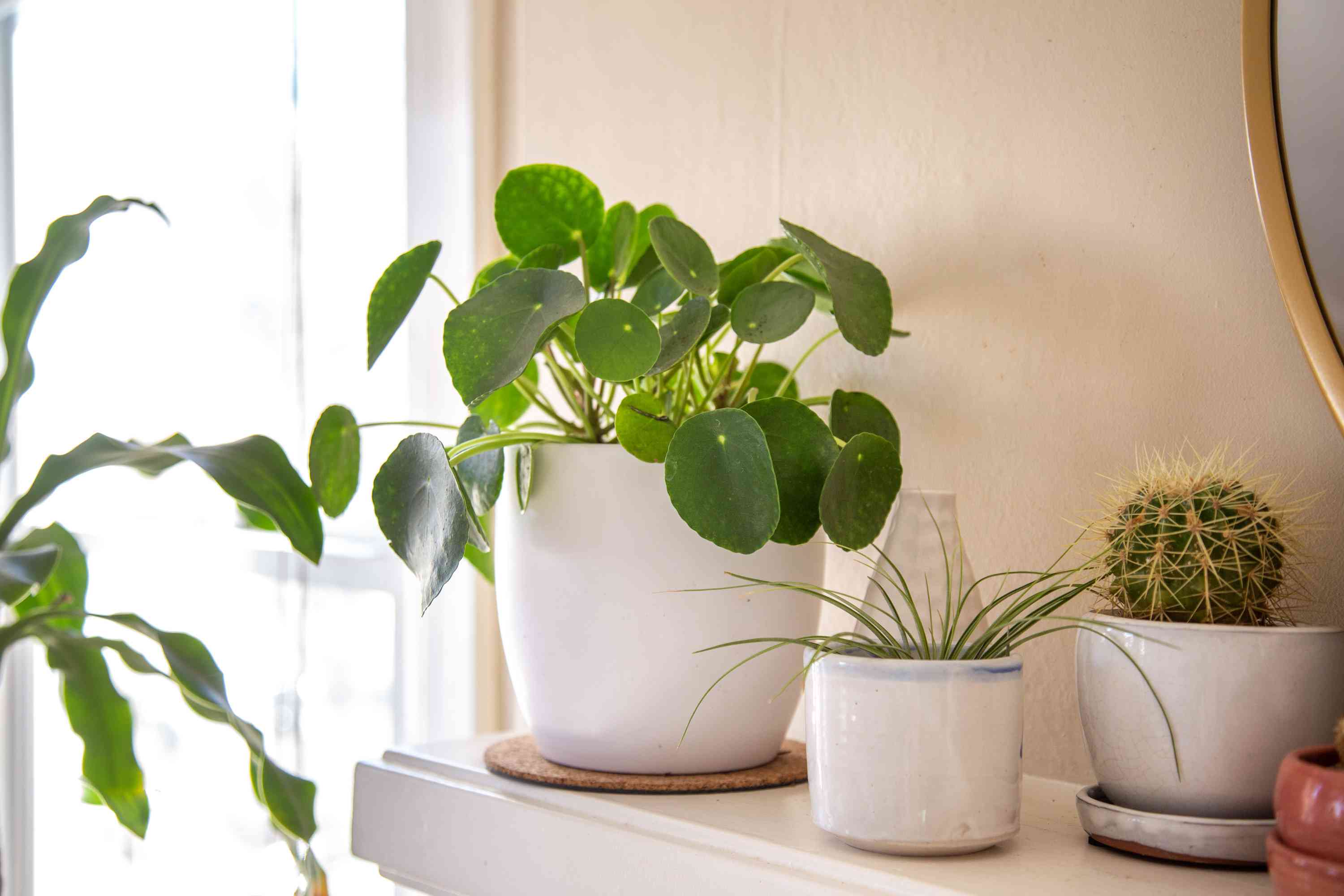 How to Care For Your Chinese Money Plant | Fig & Bloom