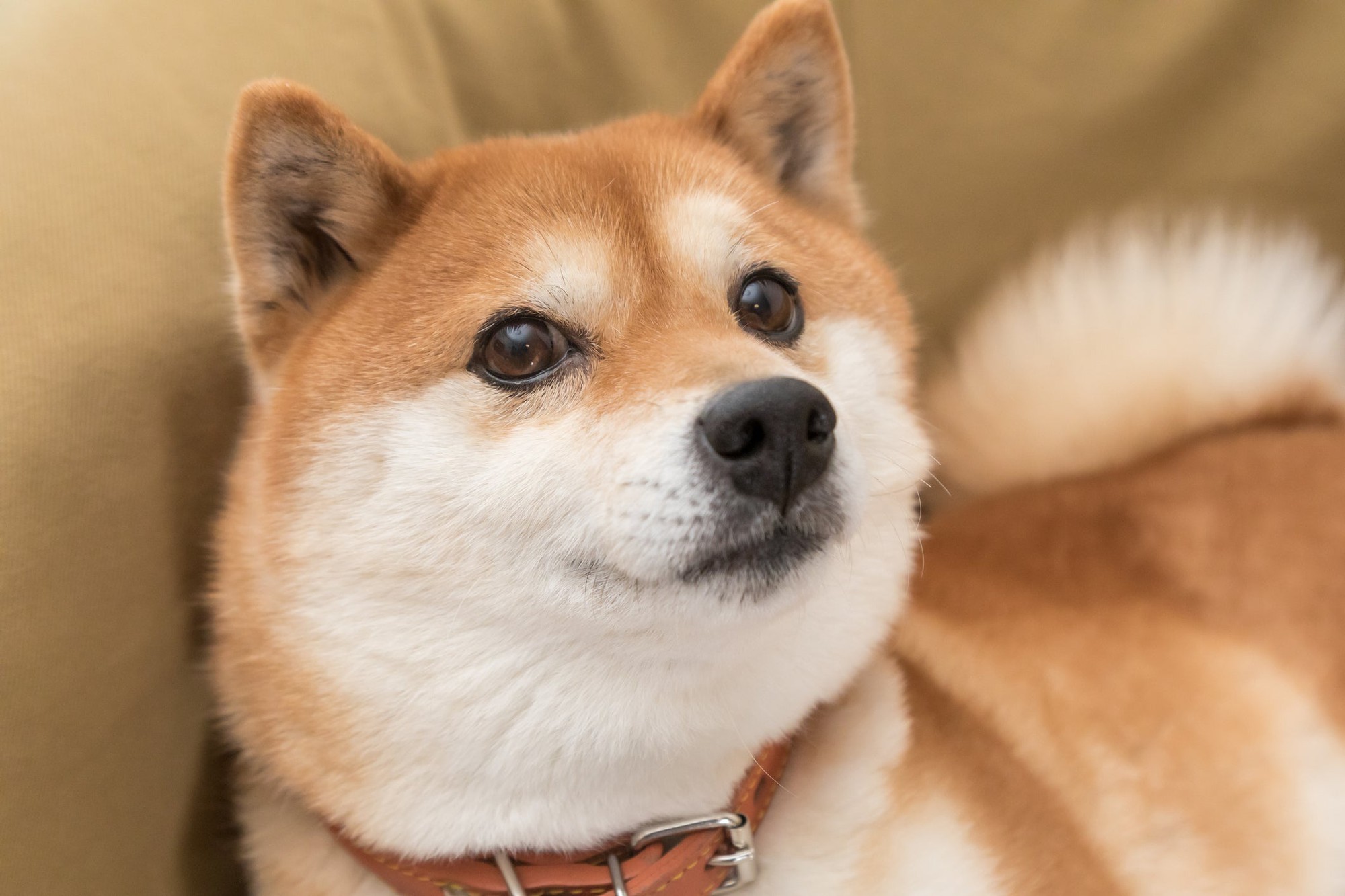 Is Dogecoin a Good Investment? 5 Reasons to Buy DOGE