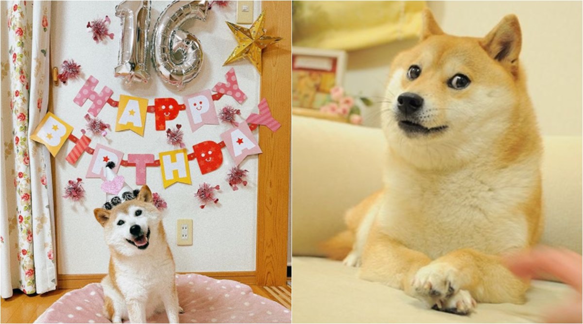 Shiba inu behind ‘Doge’ meme diagnosed with leukemia and liver disease, owner says