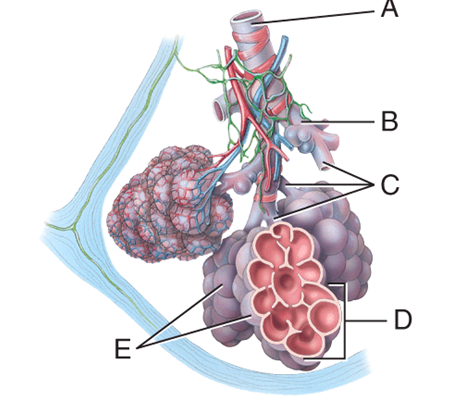 What is the primary gas exchange structure?