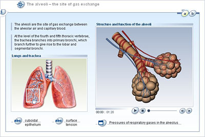 Gas exchange - Health Video: MedlinePlus Medical Encyclopedia