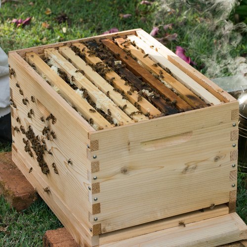 Honey Bee Hive: Newton-Type Wooden Two-Chamber Indian Honey Bee Box – Malabar Honey