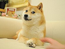 Kabosu, Dog That Inspired Dogecoin Crypto Has Been Diagnosed With Leukemia | BOOM