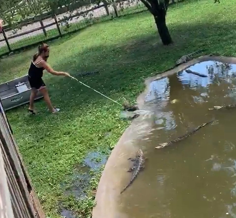 Florida bobcat and baby alligator battle to the death in back yard | Daily Mail Online