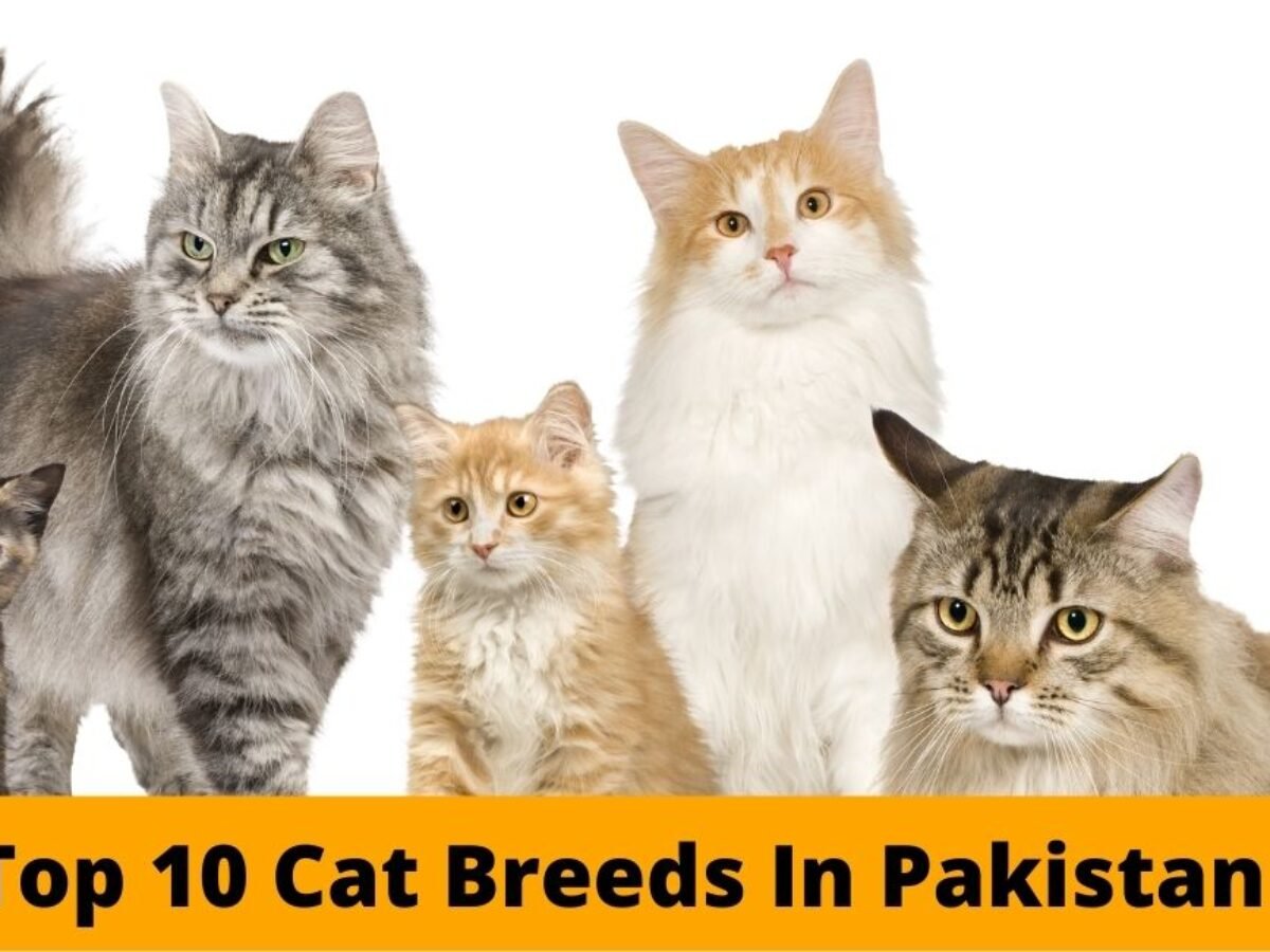 Cats for sale in Pakistan, Cats at best price in Pakistan - cryptolive.fun