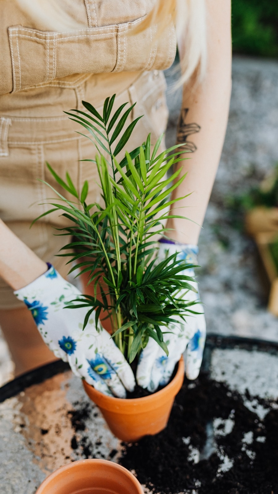 Indoor Plants That Give Oxygen 24 Hours - Indoor Plants For Beginners