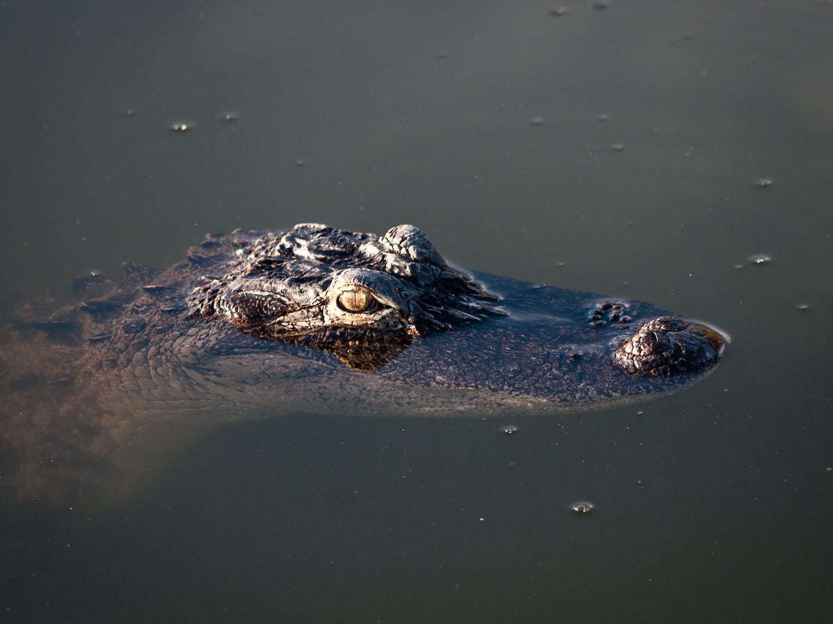 Alligator Eats Girl Taking Photograph? | cryptolive.fun