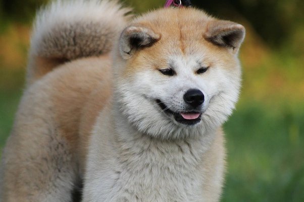 Shiba Inu Dog Price in India Japanese Dog Latest Price