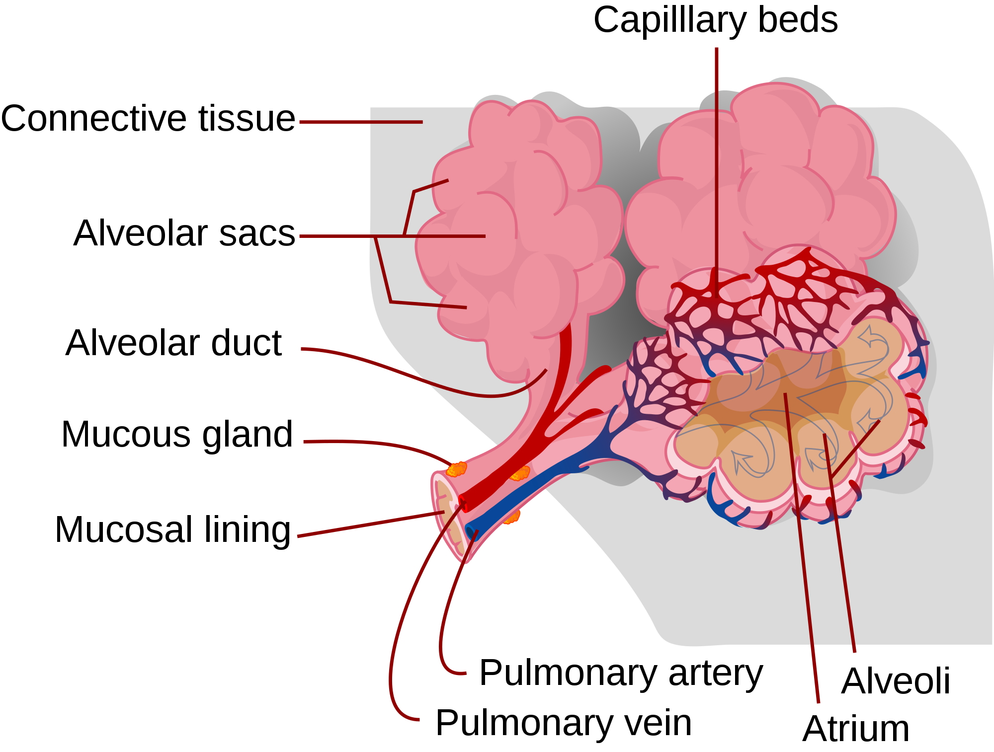 Organs and Structures of the Respiratory System | Anatomy and Physiology II