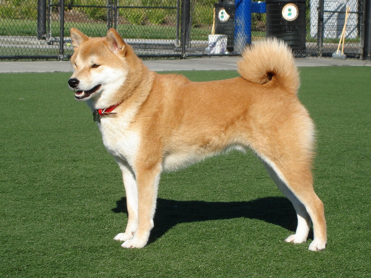The Dog That Inspired Dogecoin (DOGE) and Shiba Inu (SHIB) Is Getting a Statue in Japan