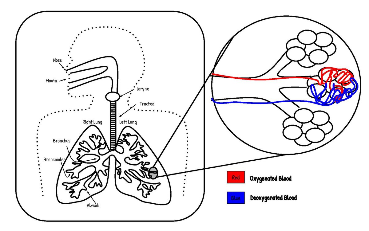 Gas Exchange – Boundless Anatomy and Physiology