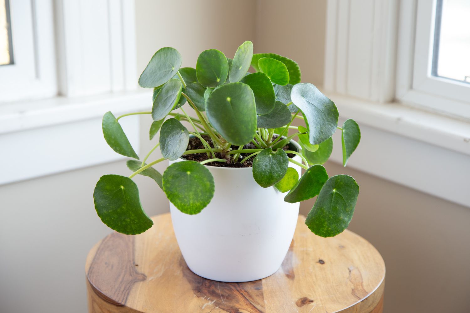 Pilea peperomioides Care: The Best Water, Light, and Fertilizer