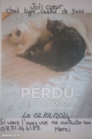 CHAT PERDU Suisse. Publication immédiate et gratuite.