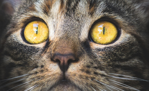 OEIL-DE-CHAT - Definition and synonyms of oeil-de-chat in the French dictionary