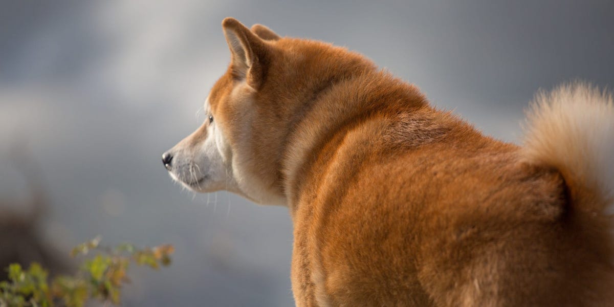 Cheems Dog Death News- Cheems Dog Death Date And Cause? | SarkariResult