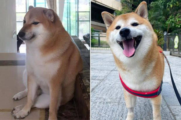 Shiba inu who inspired ‘doge’ meme is seriously ill with leukemia | CNN Business