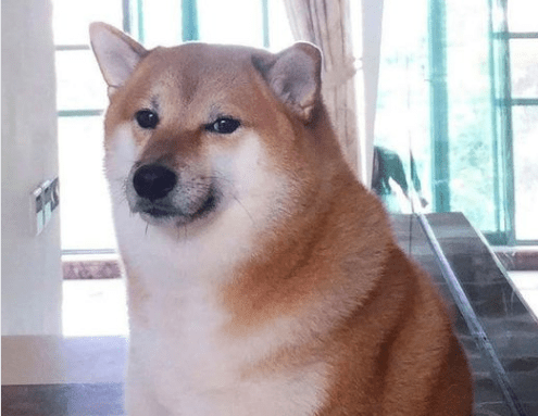 Shiba Inu of the viral 'Cheems' doge meme dies after cancer battle | World – Gulf News