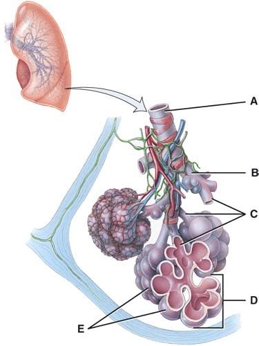 How Lungs Work | American Lung Association