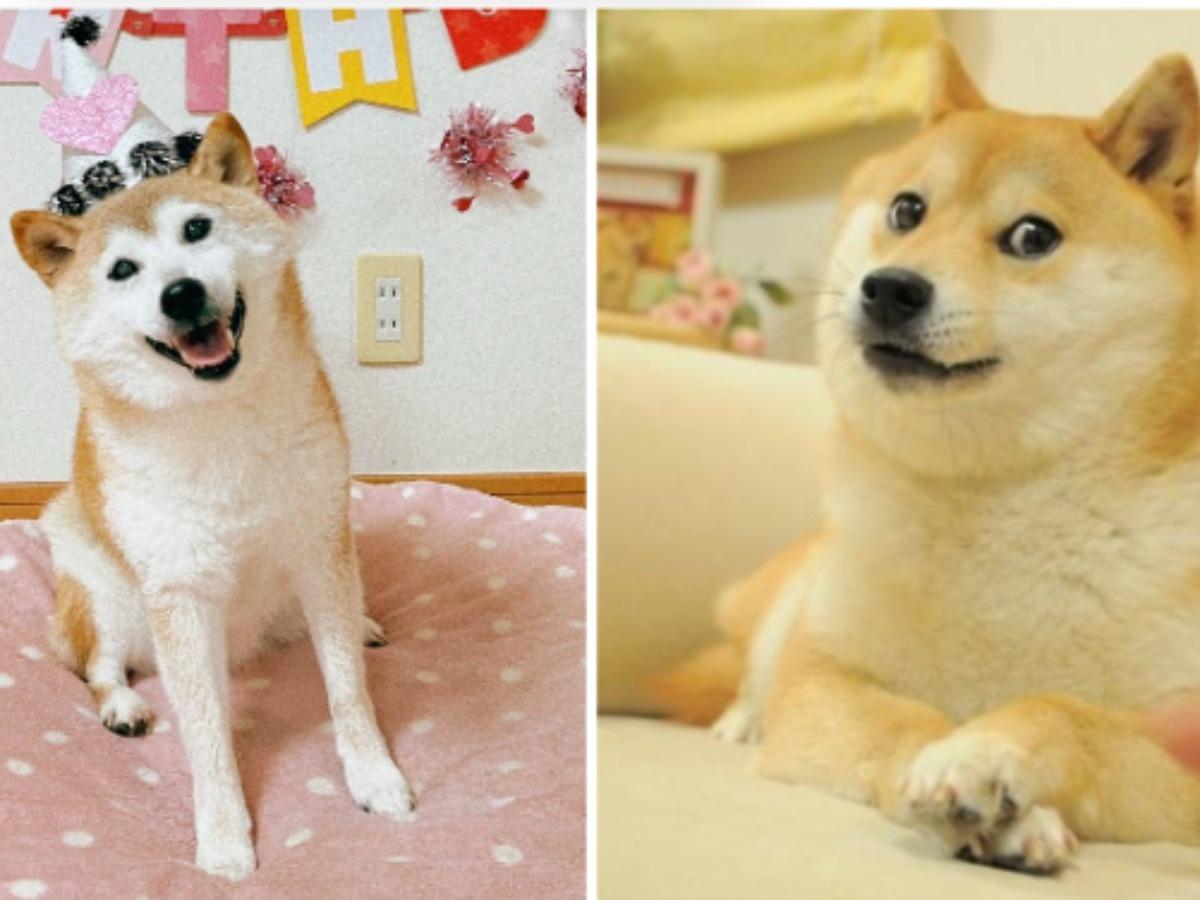 Shiba inu who inspired ‘doge’ meme and cryptocurrency seriously ill