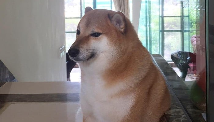Shiba Inu Dog Behind Doge Meme in “Very Dangerous” Condition