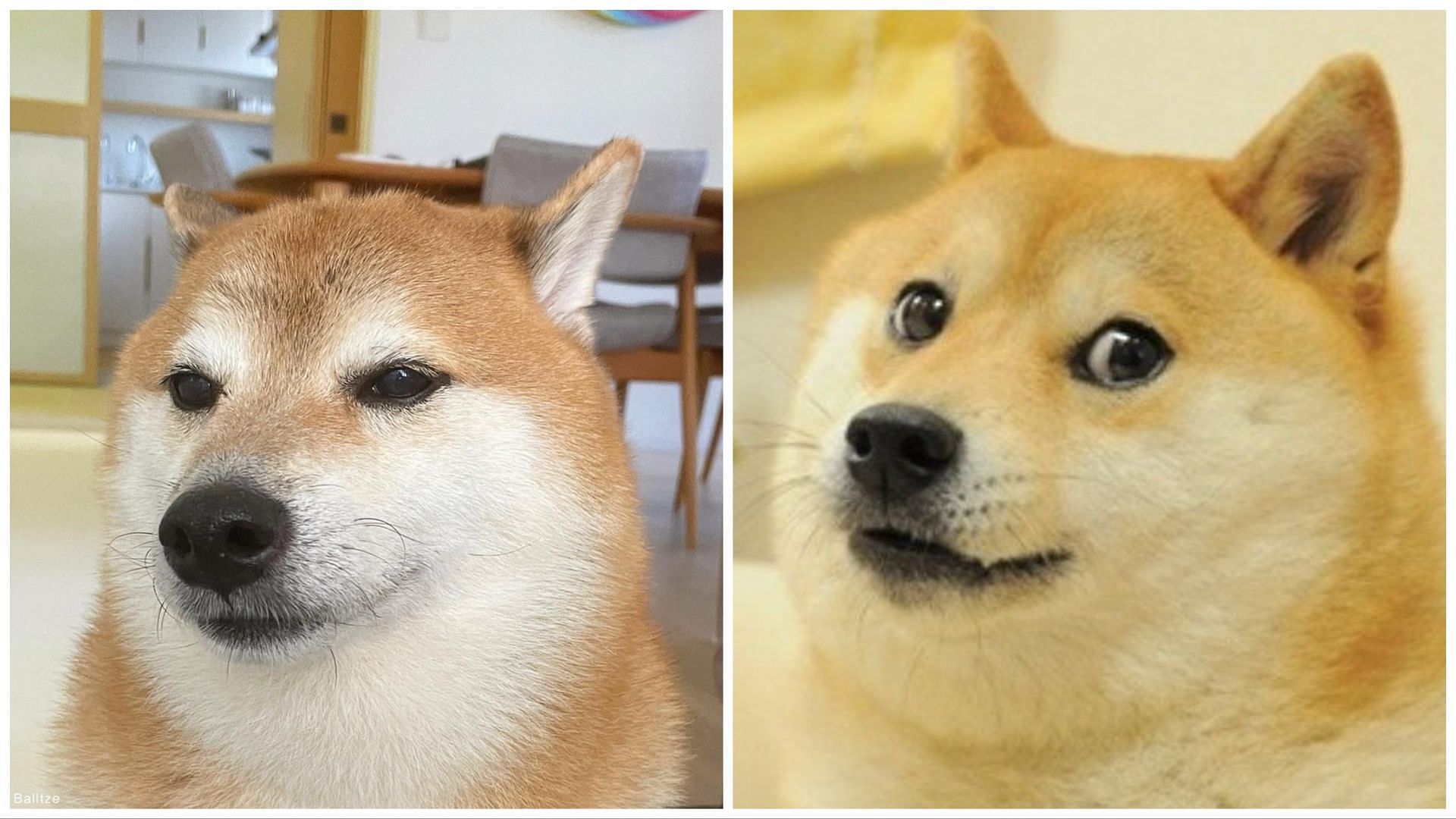 The Shiba Inu dog behind the doge meme turns 16 - CNET