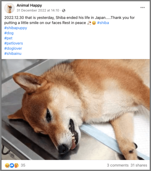 Not Wow, Much Sad: The Doge Dog Is Probably Dying