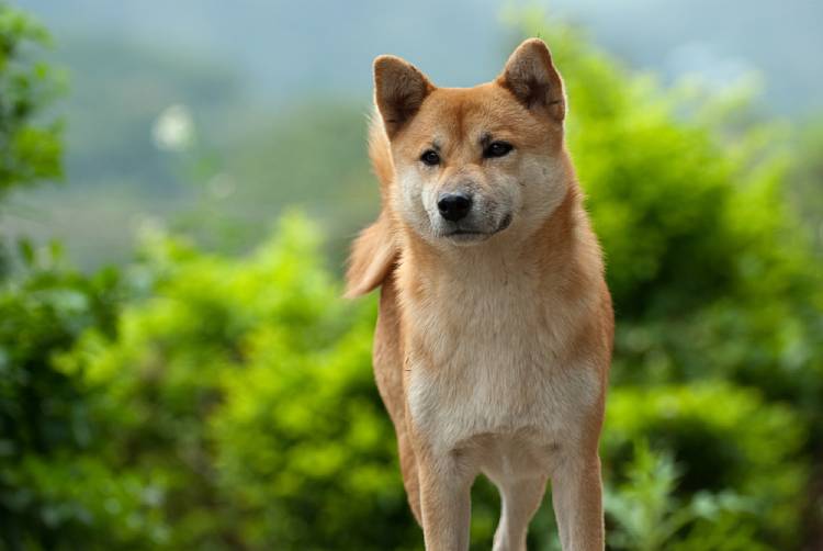 Shiba Inu Price in India, Appearance and Temperament