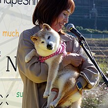 Kabosu (Doge), the famous Shiba Inu, turns Is immortalized in statue. | ResetEra