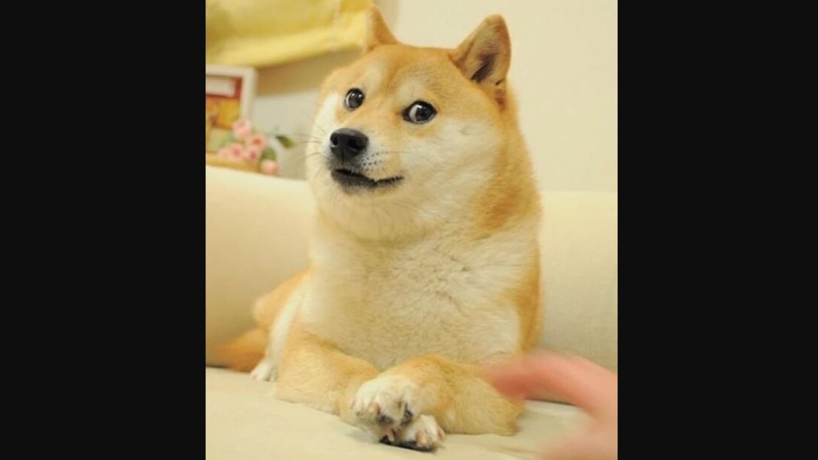 Dogecoin meme dog Kabosu on the mend after falling ill over Christmas | Daily Mail Online