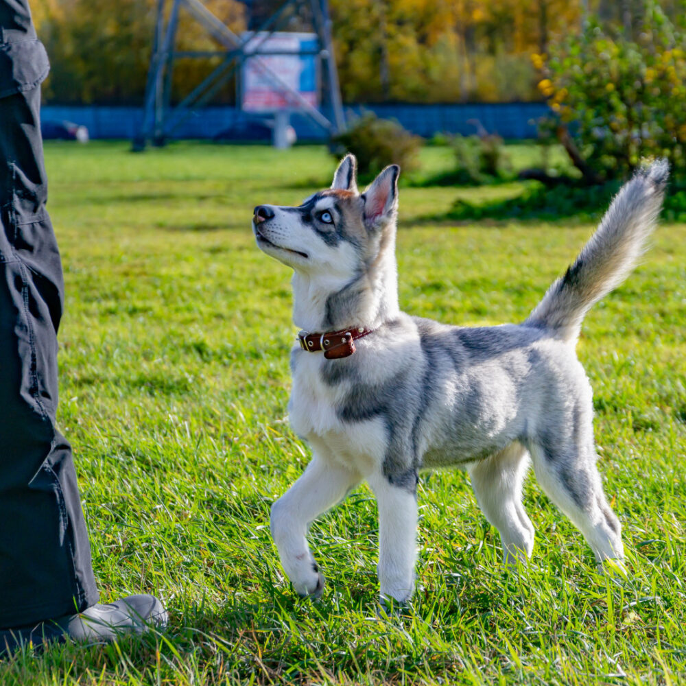 miniature husky puppies for sale