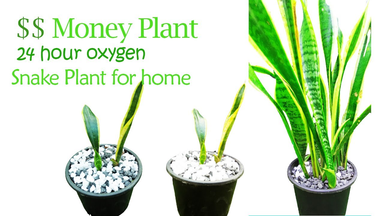 How to Care for a Chinese Money Plant – Cheeky Plant Co.