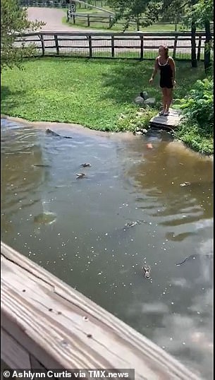 Woman and son retrieve wallet from park's alligator enclosure | Daily Mail Online